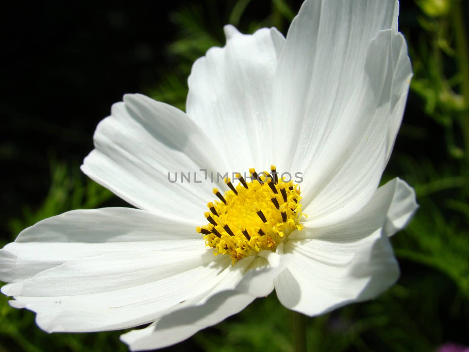 white flower by elvira334