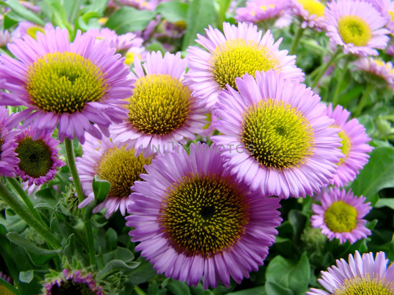 purple daisies by elvira334