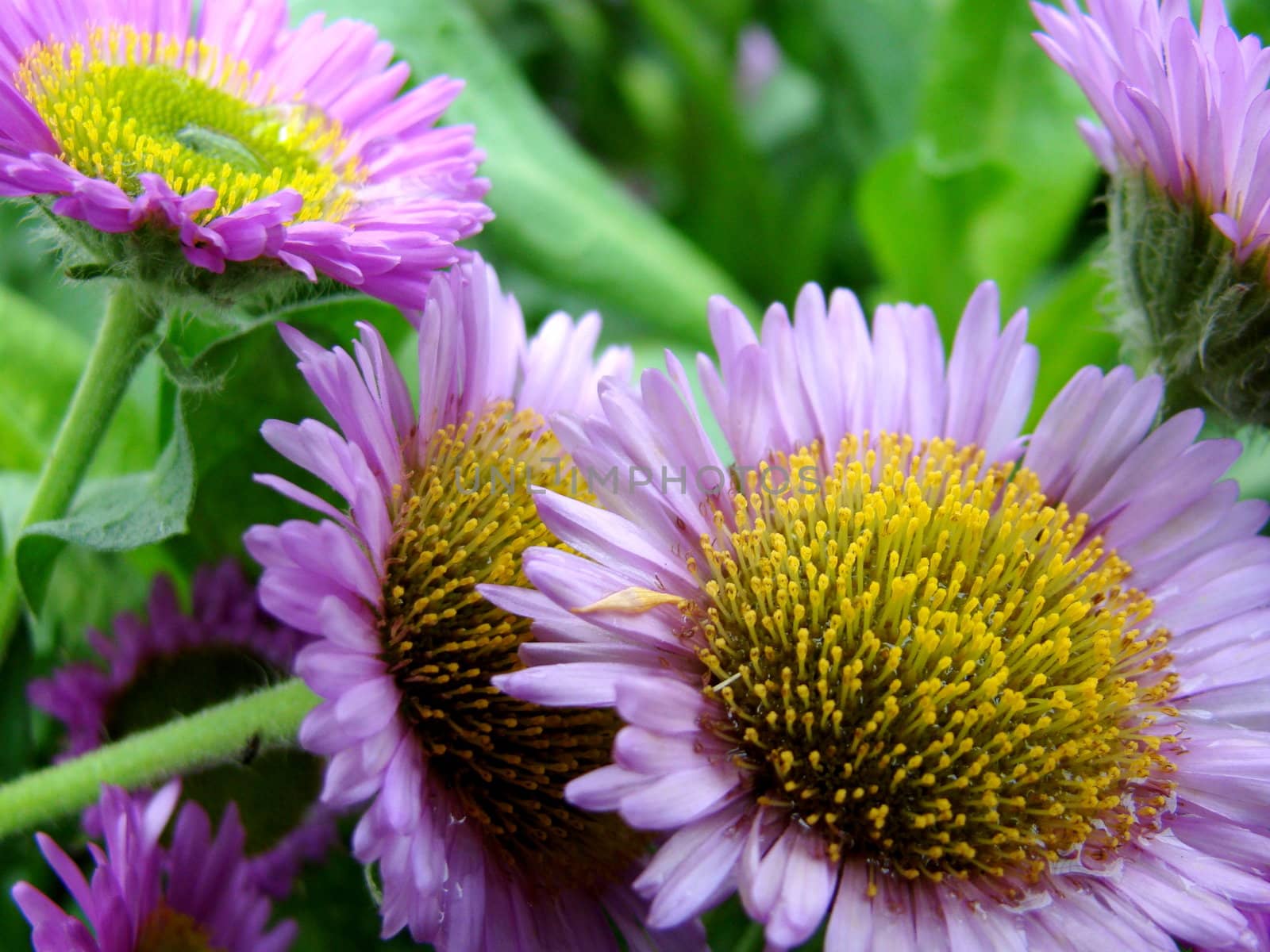 close up of misty purple daisies