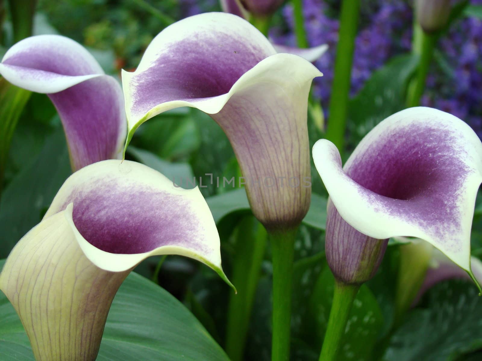 white purple flowers by elvira334