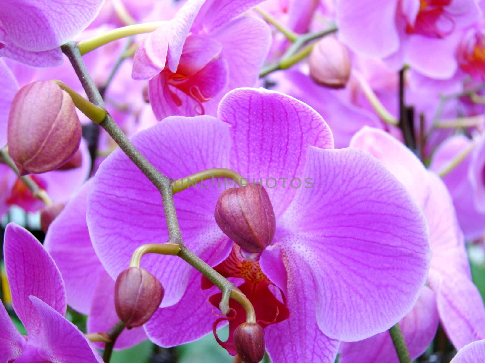 close up of pink orchids