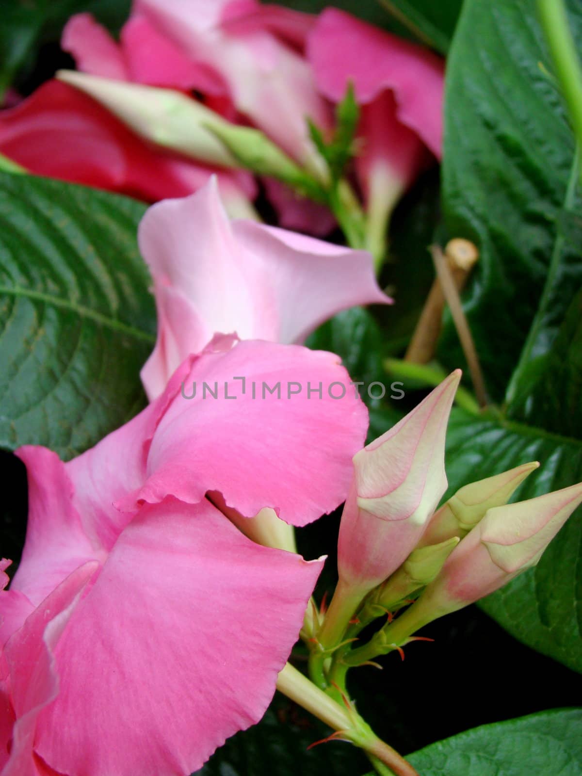pink flowers by elvira334