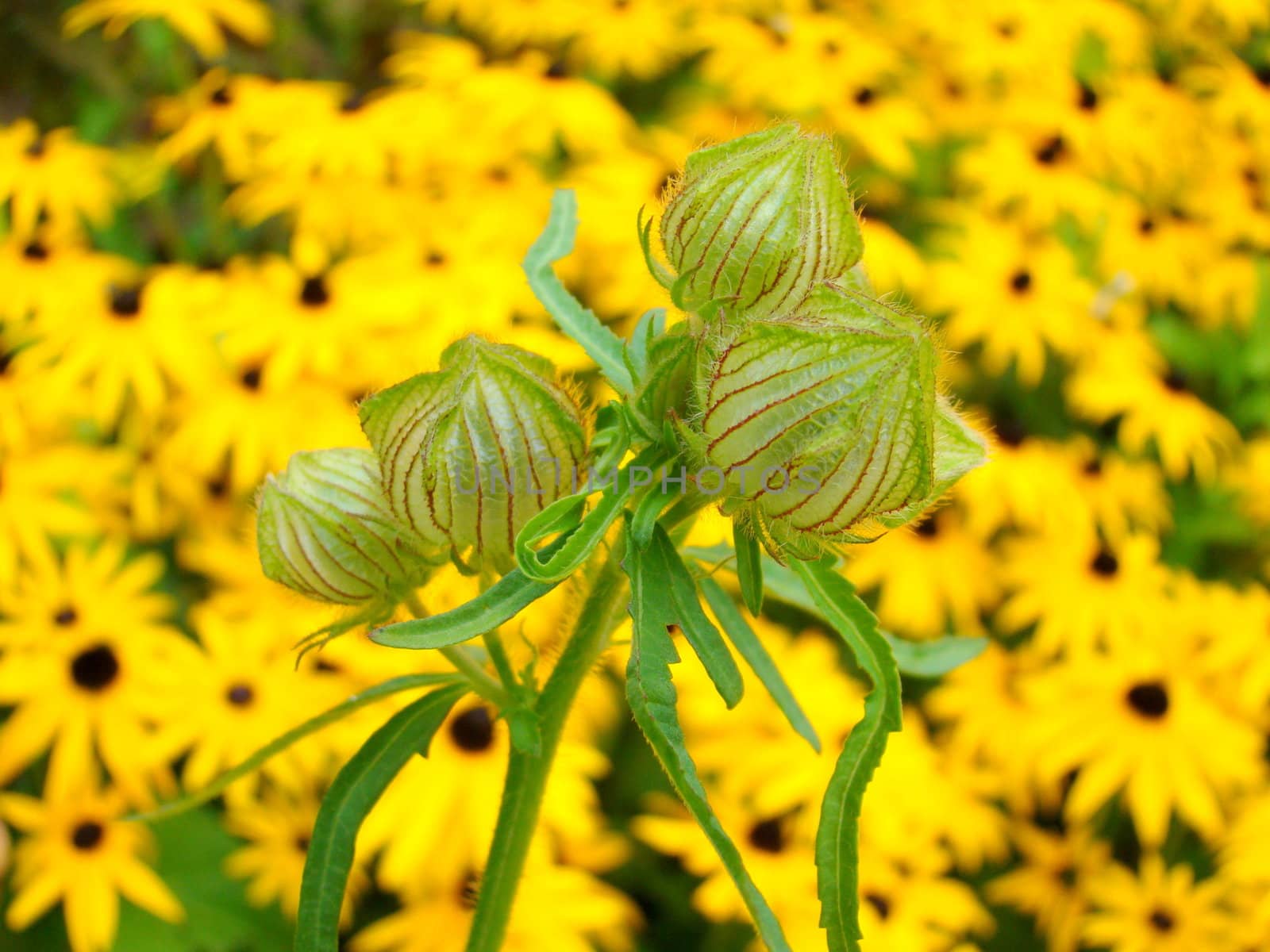 buds with yellow flowers on background