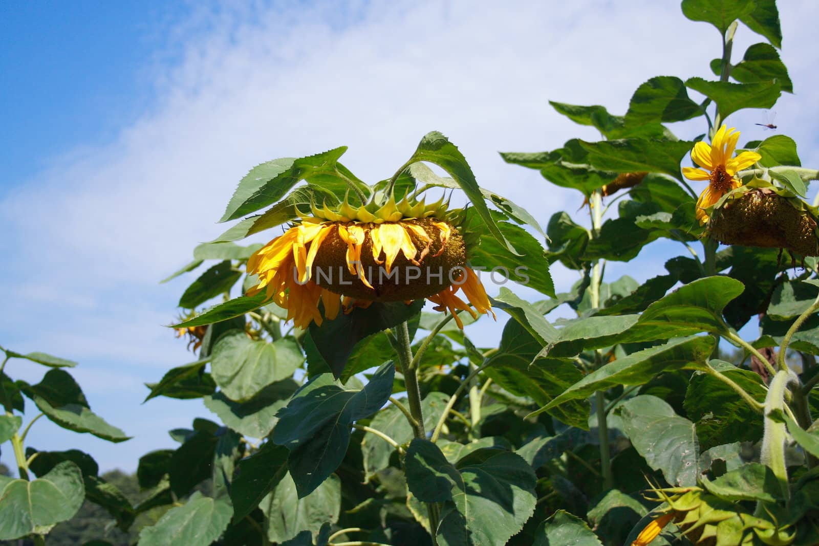 Sunflower by aguirre_mar