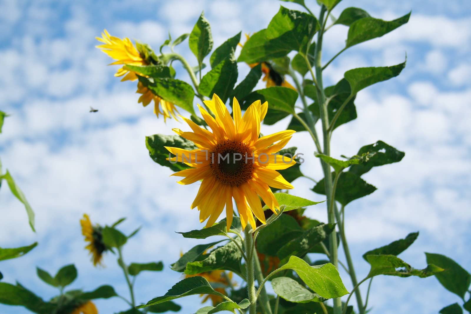 sunflower by aguirre_mar