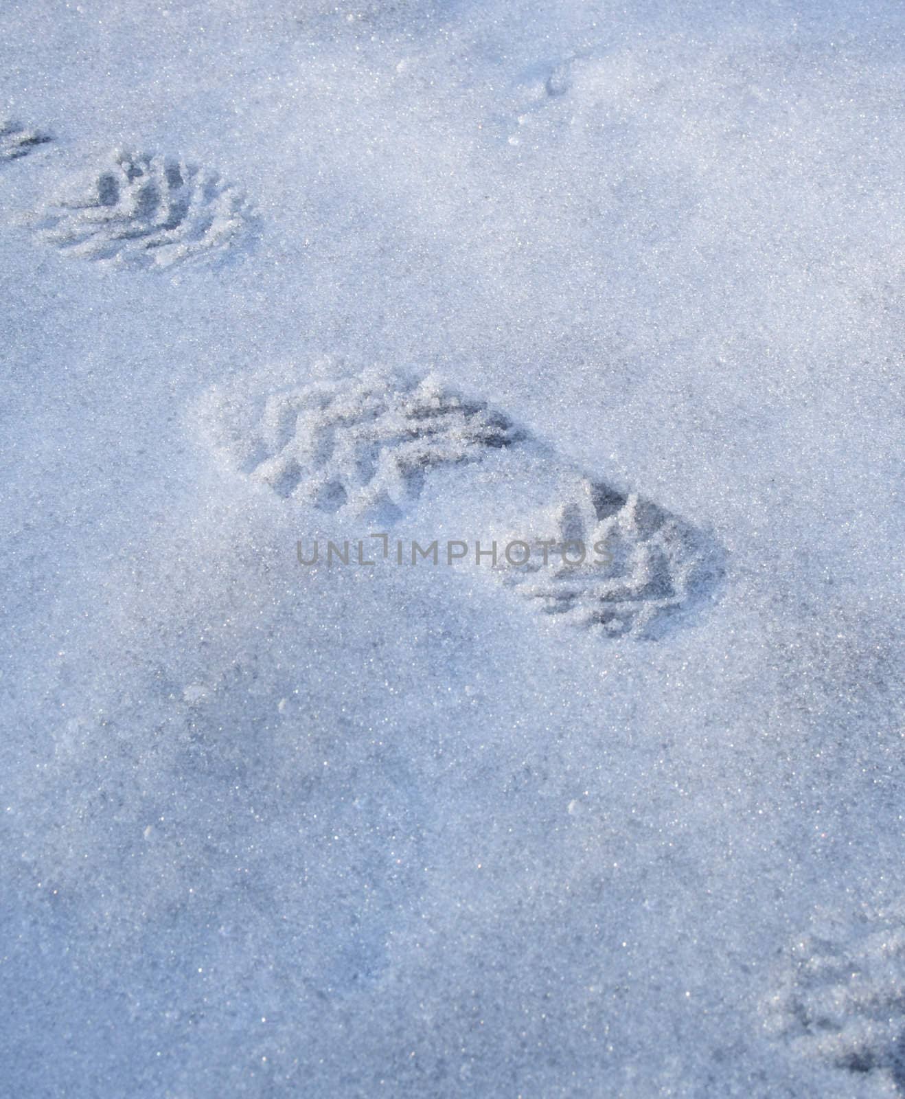 trace on the snow by aguirre_mar