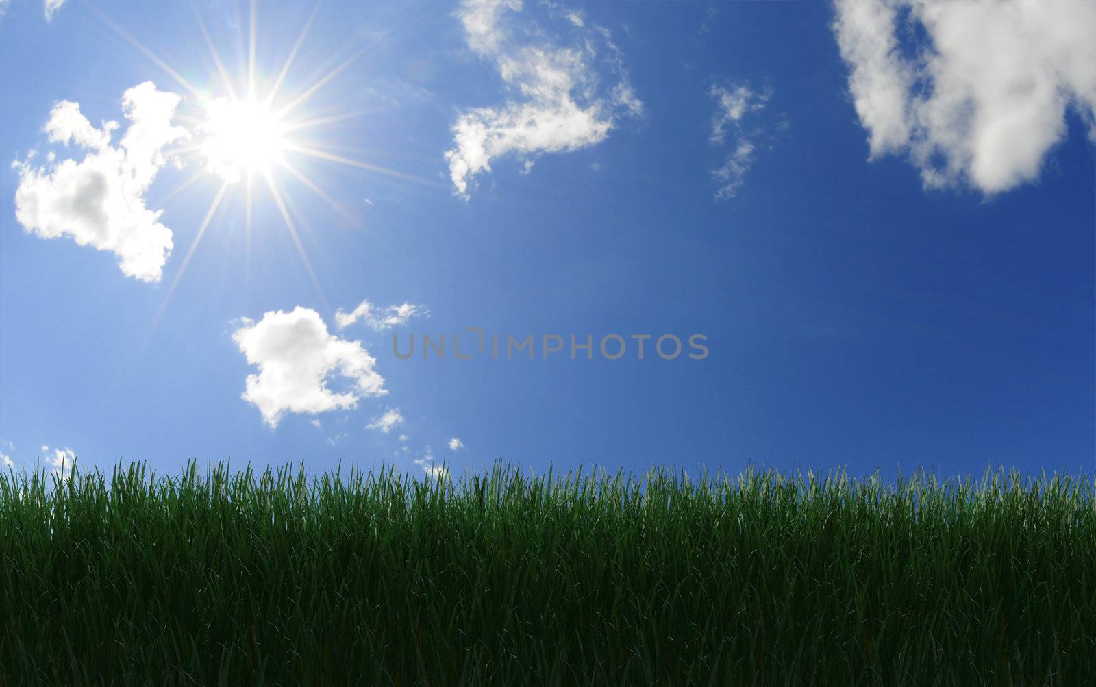 Moody evening sun shining on long grass
