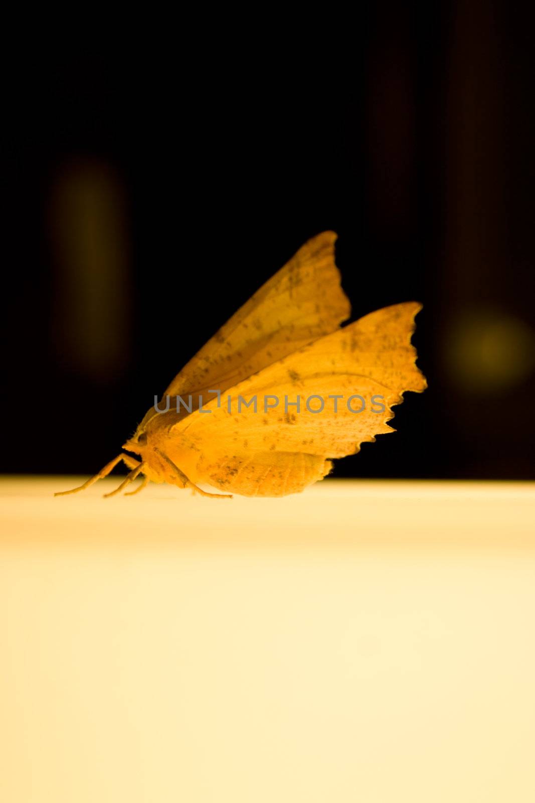 night butterfly