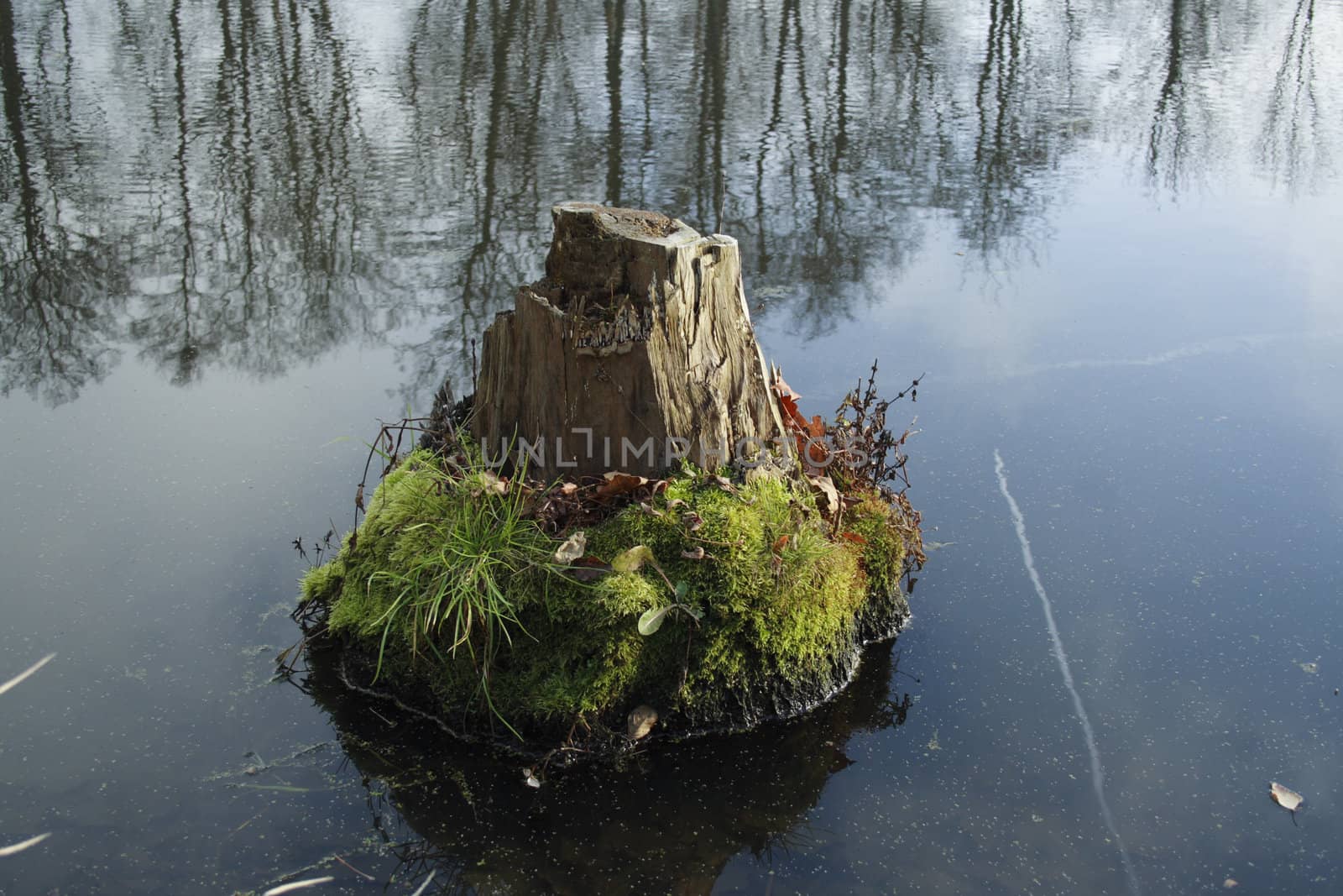 Stump by aguirre_mar