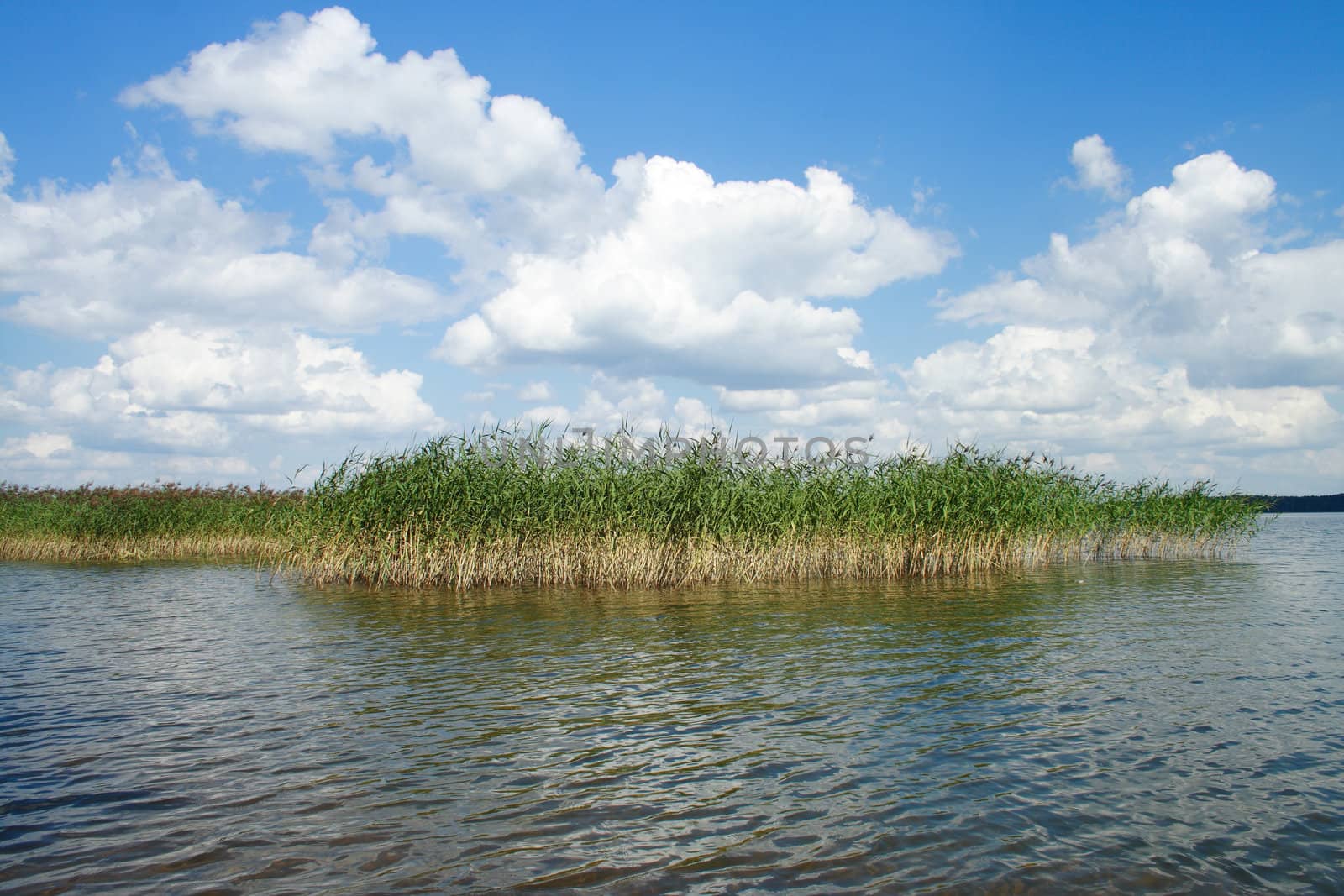 Reed The Lake by aguirre_mar