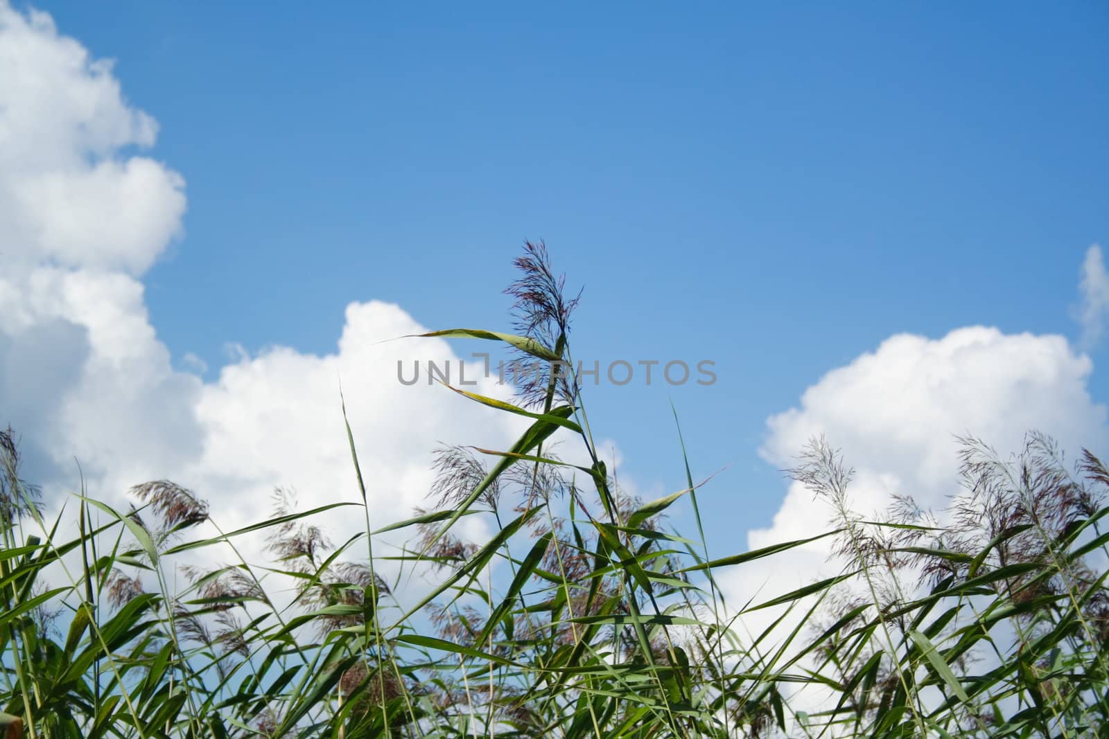 the reed in the sky by aguirre_mar