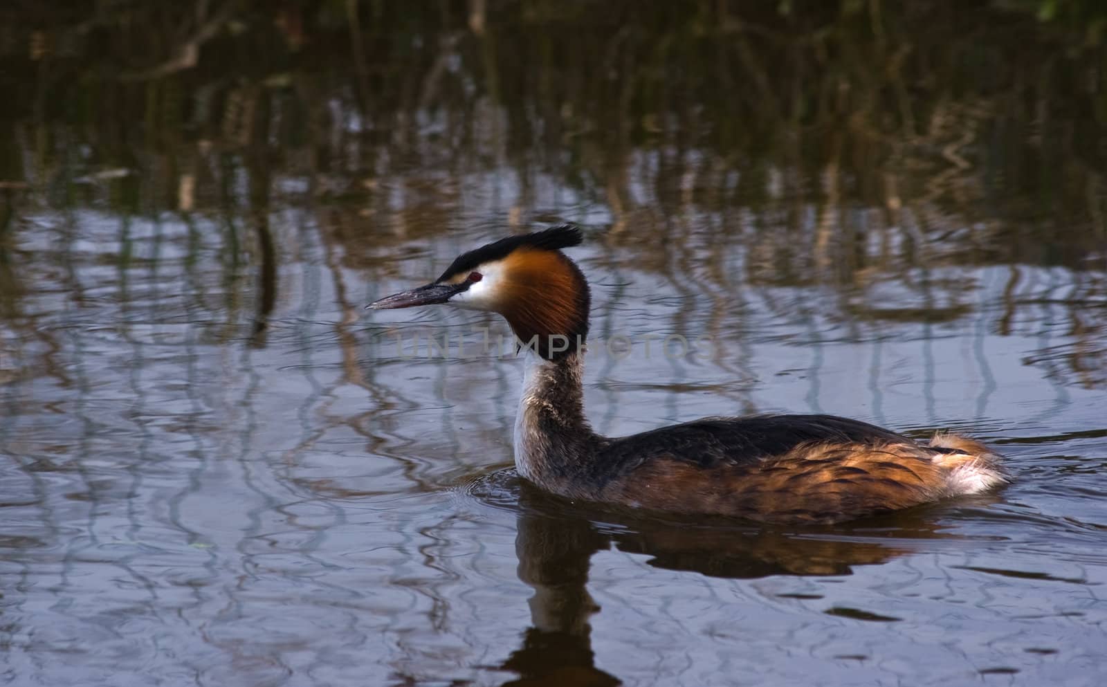 Great crested Grebe swimming in april evening light