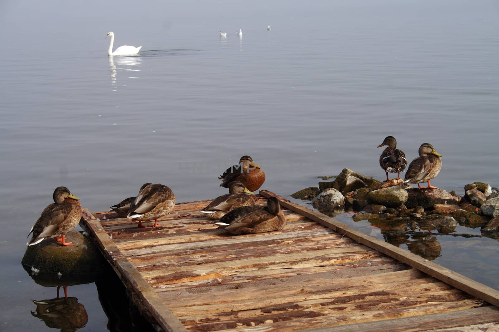 Morning On The Lake by aguirre_mar