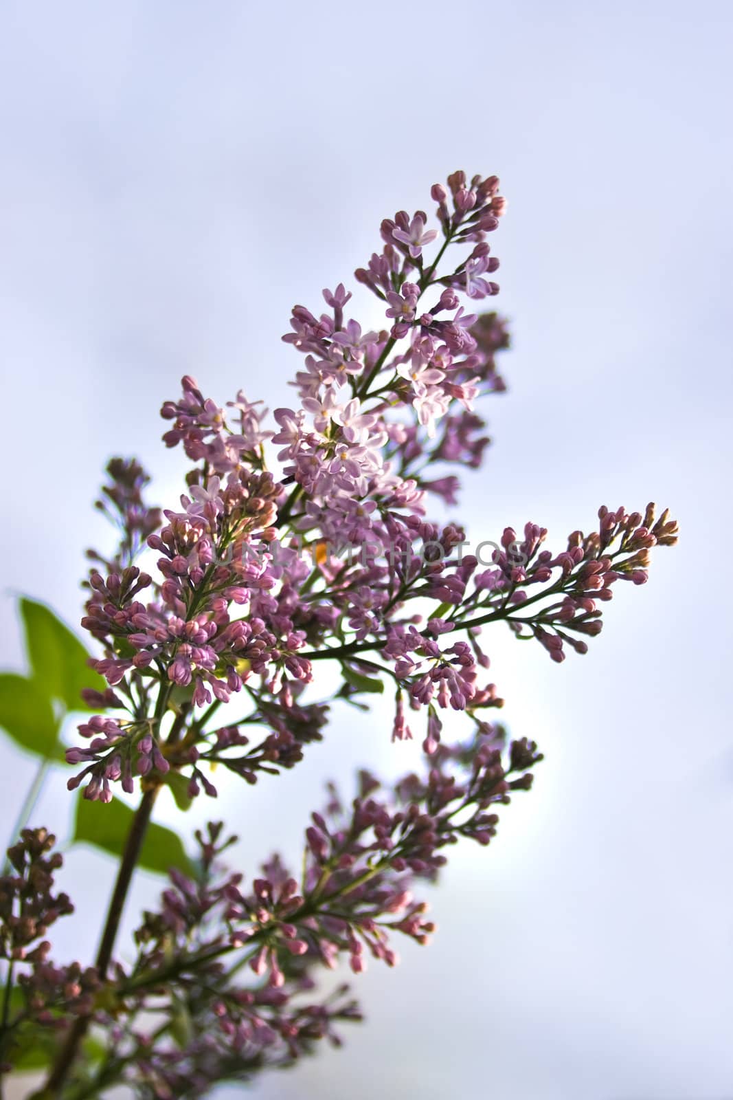 Branch with lilac syringa flowers and blue sky