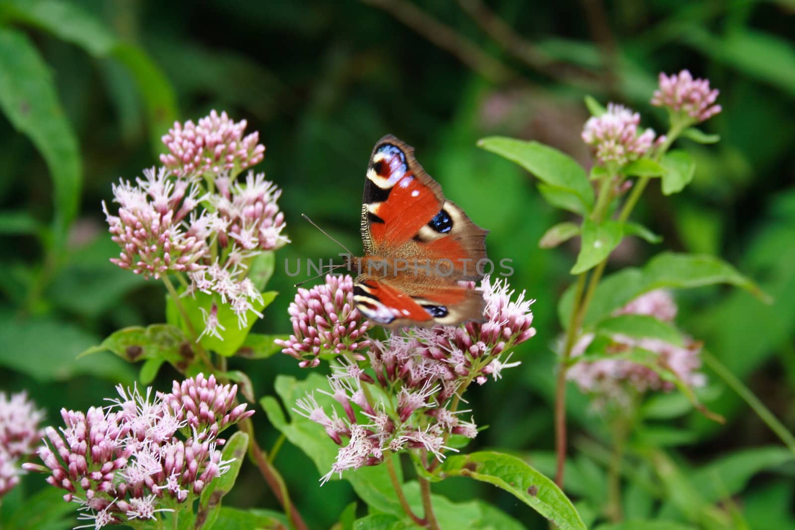 Butterfly On The Flower by aguirre_mar