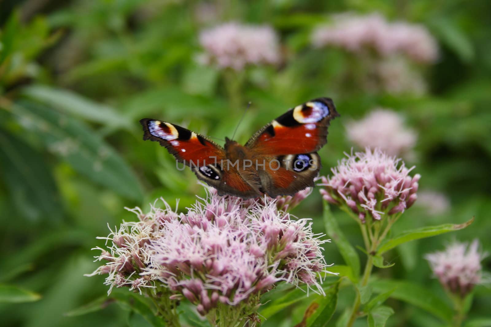 Butterfly On The Flower by aguirre_mar