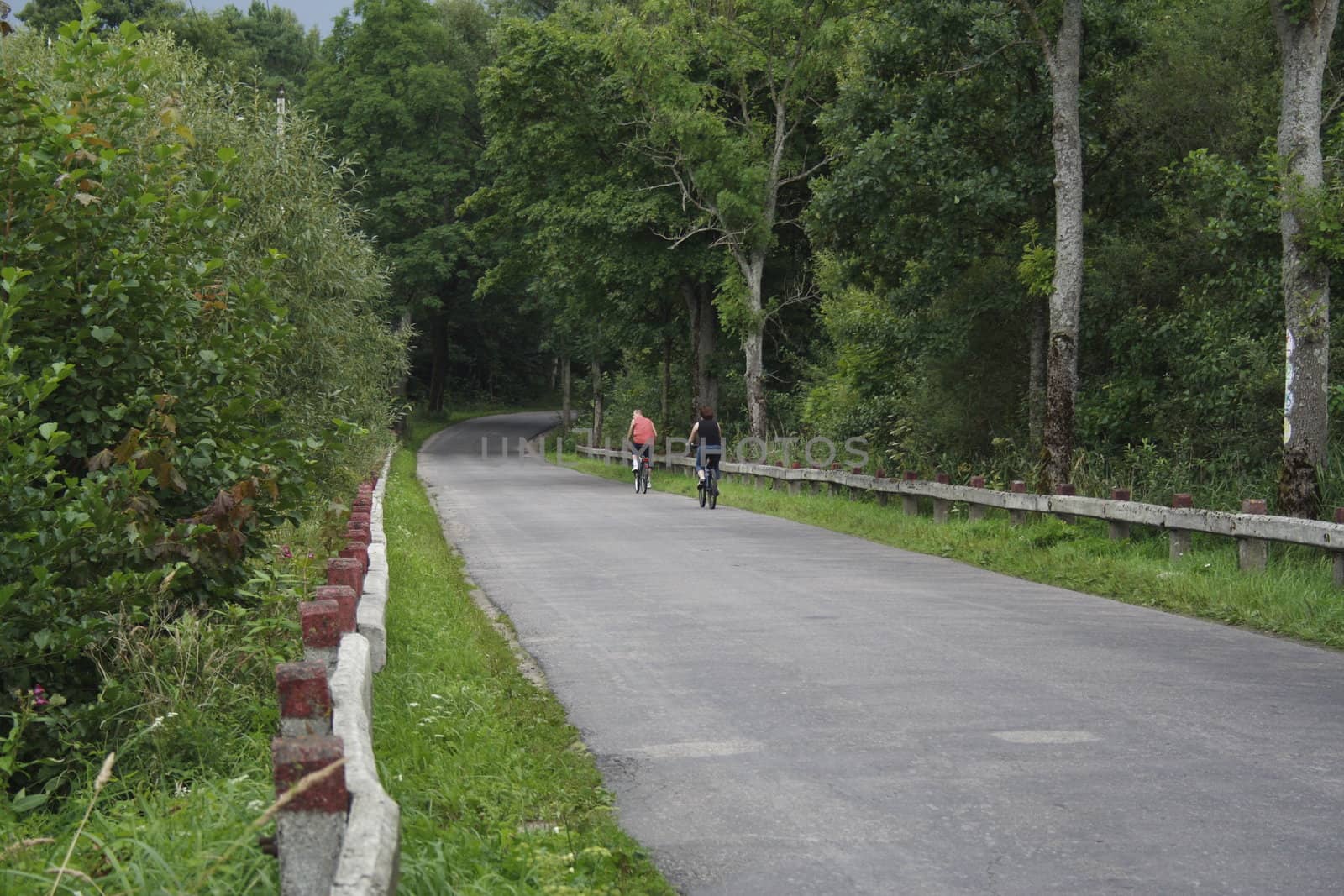 	road through the forest by aguirre_mar