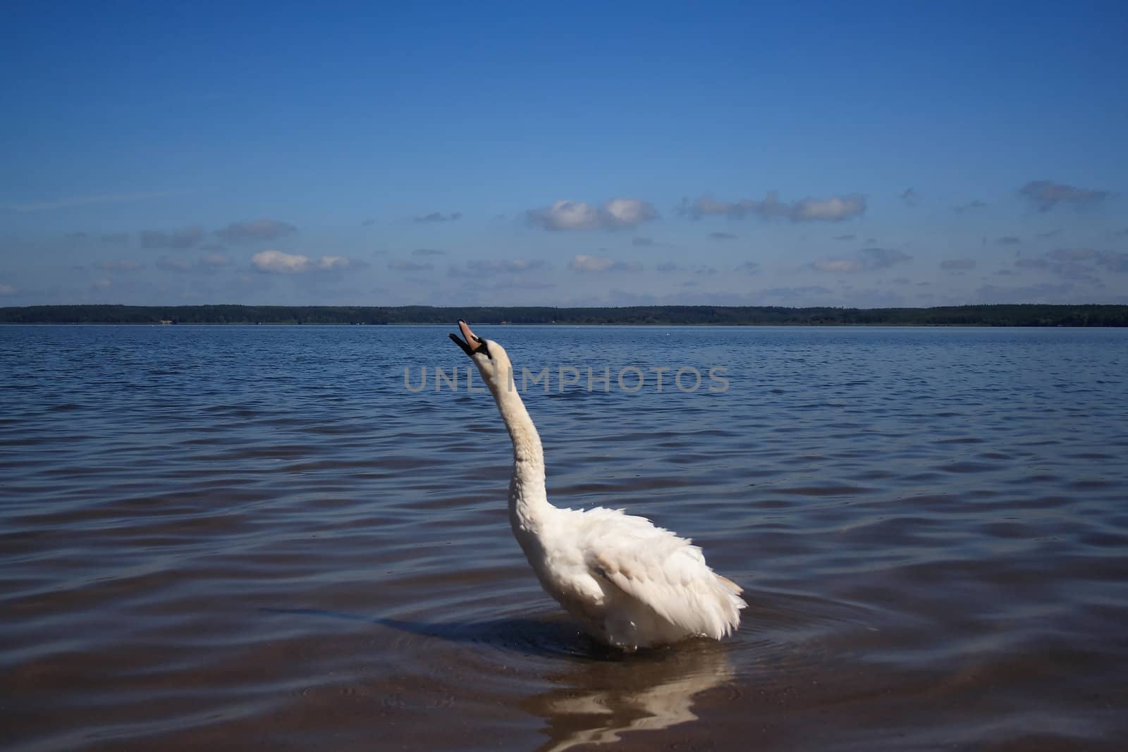 Swan by aguirre_mar