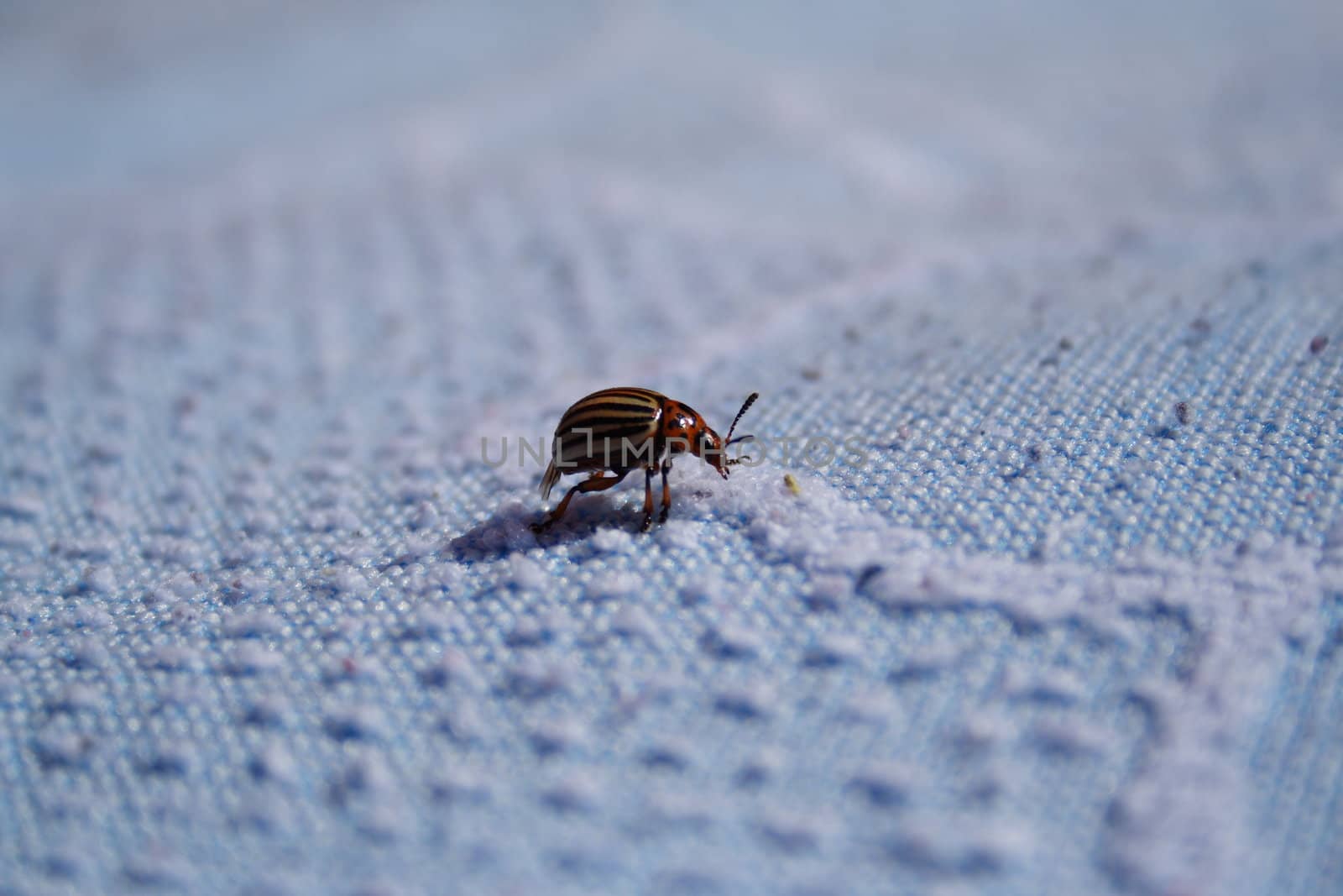 Potato Beetle by aguirre_mar