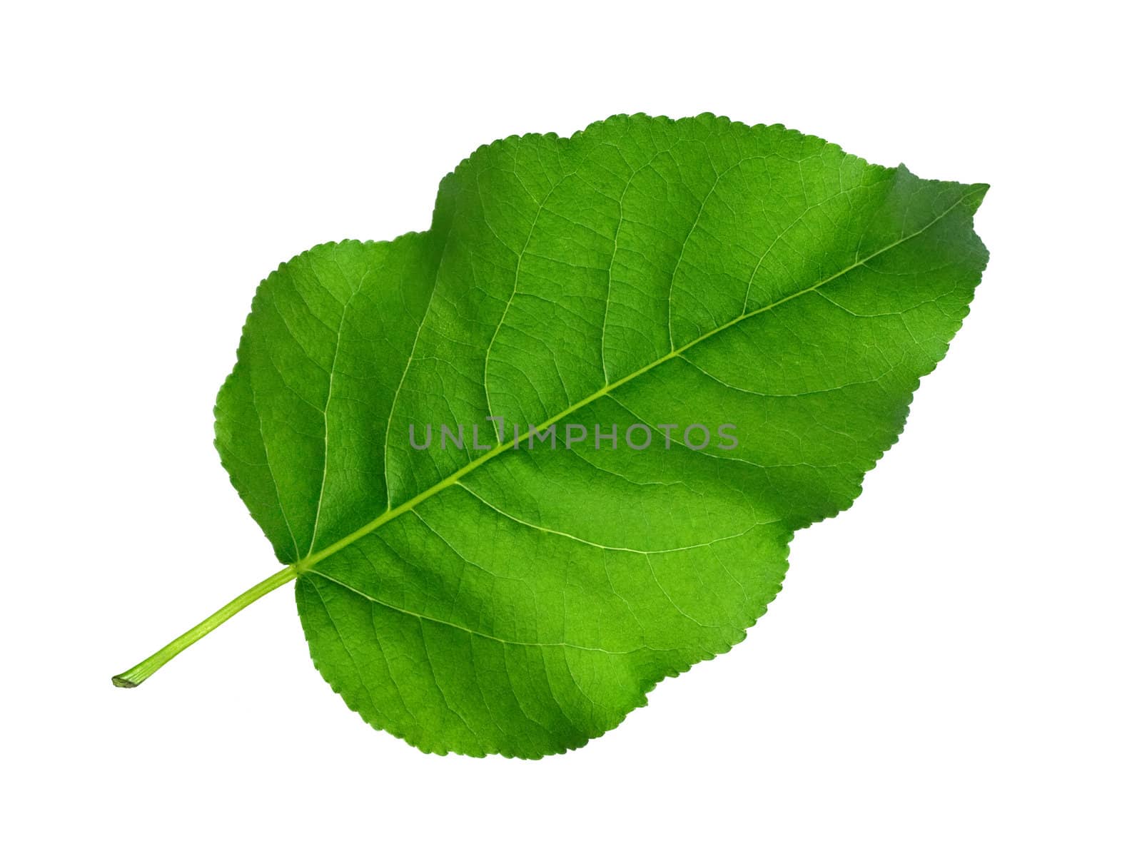 Green Leaf by maxkrasnov