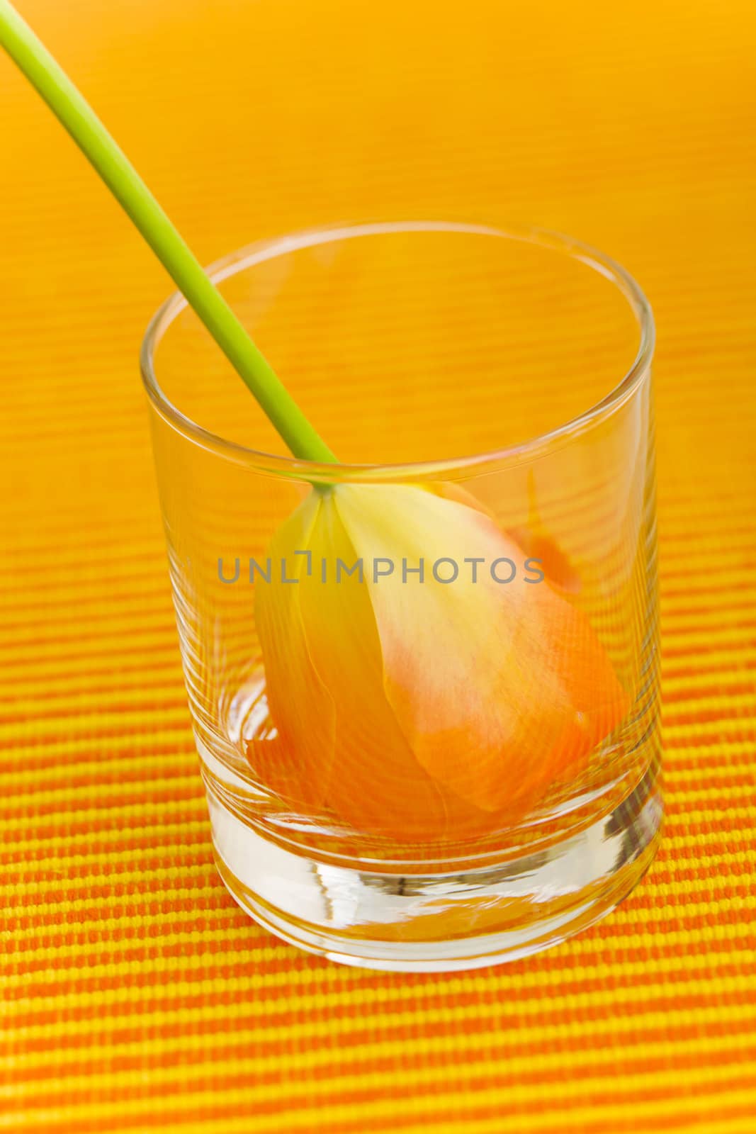 single tulip on the glass on the table