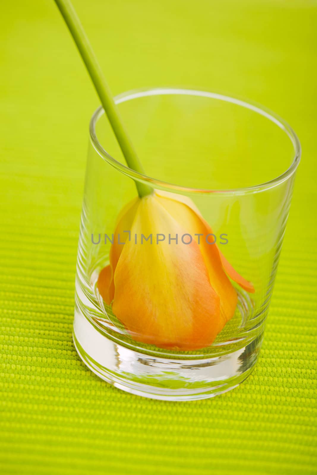 single tulip on the glass on the table