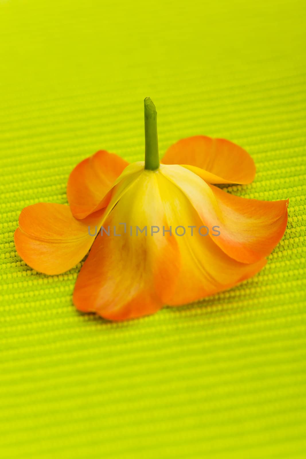 Tulip flower by mjp