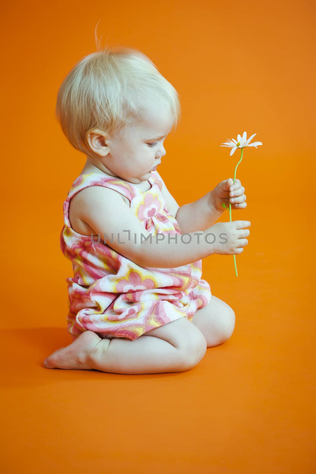 baby girl examining white flower on orange background