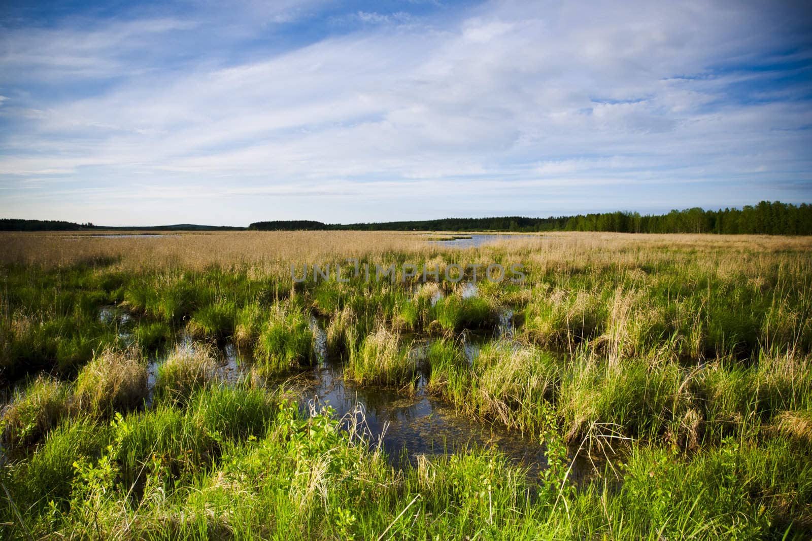 The wetland marshes from eastern of Finland