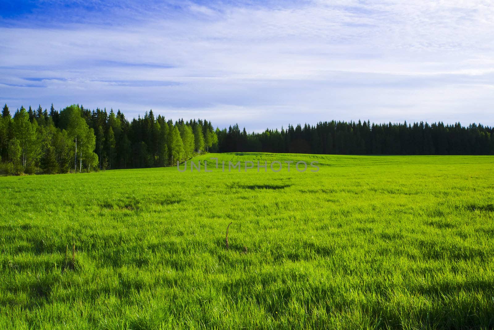 Wetland marshes by mjp