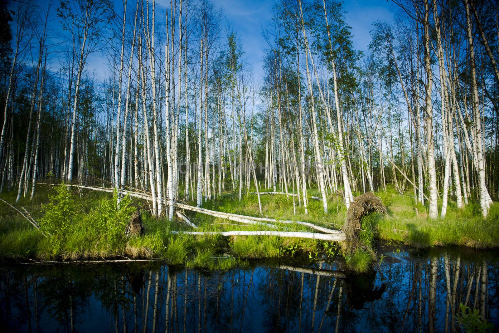 The wetland marshes from eastern of Finland