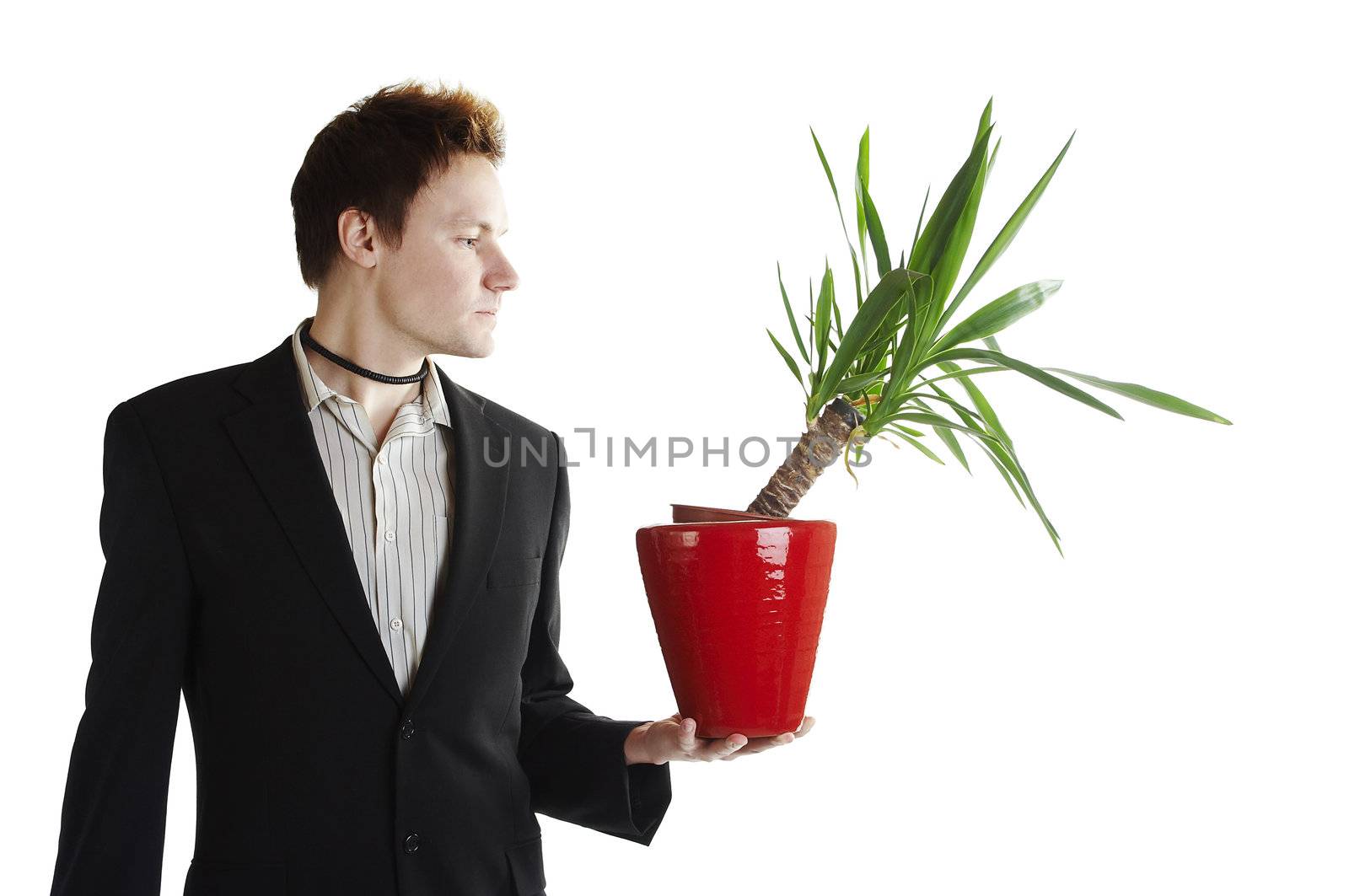 Isolated young businessman with green palm tree