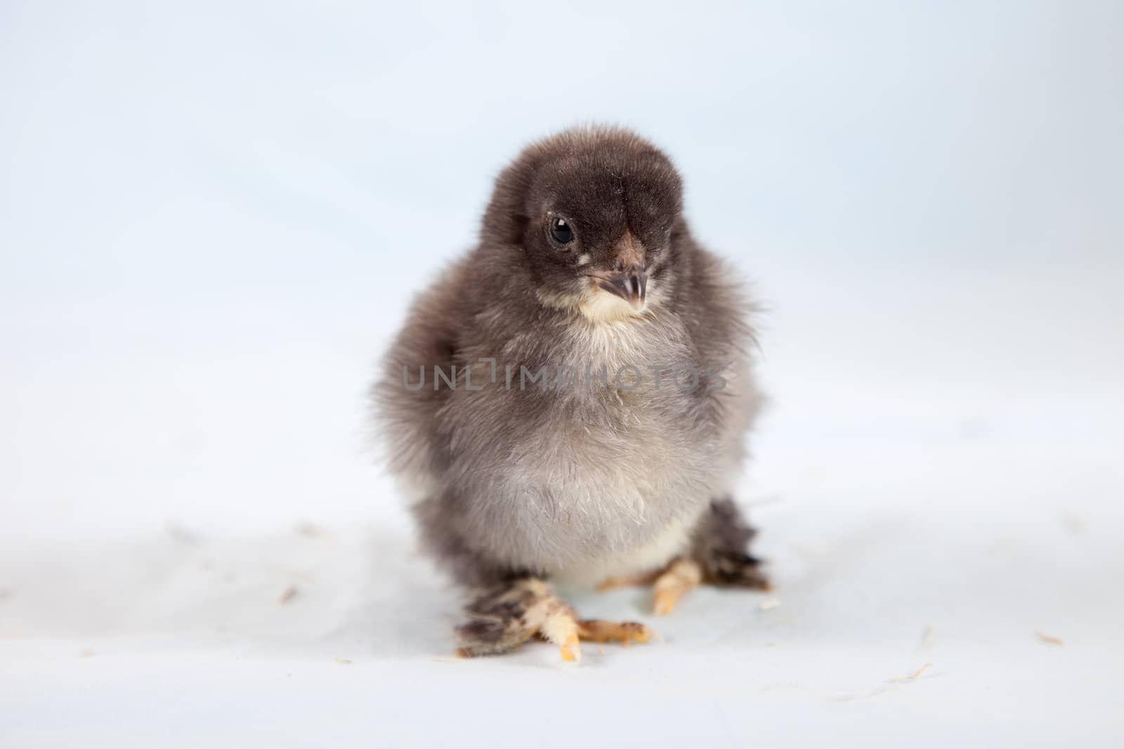 Adorable young chicken by Fotosmurf