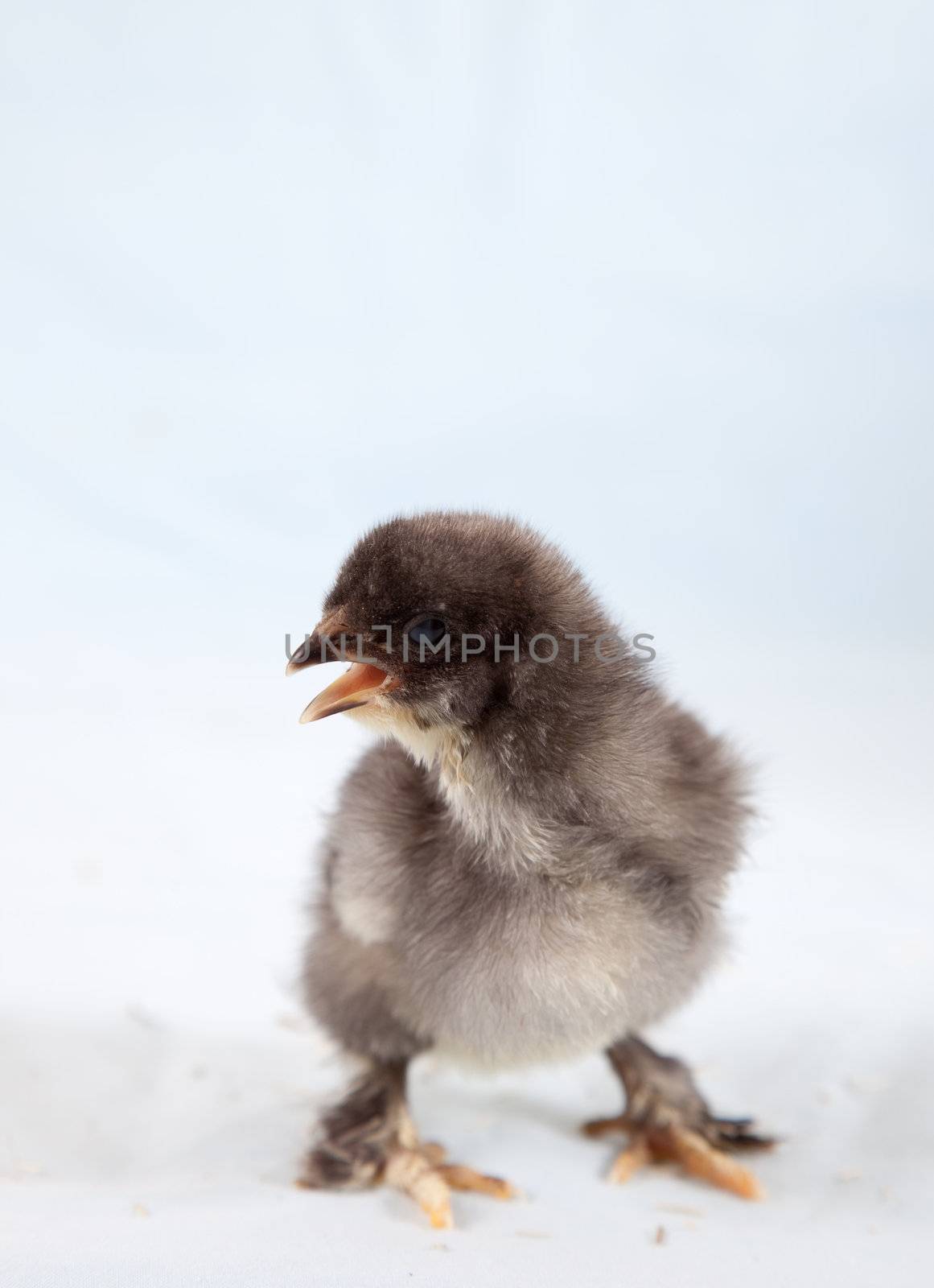 Cute little baby chicken screaming for mum