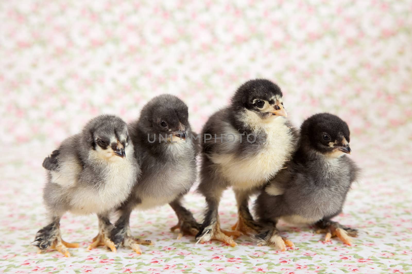 Brahma chicks by Fotosmurf