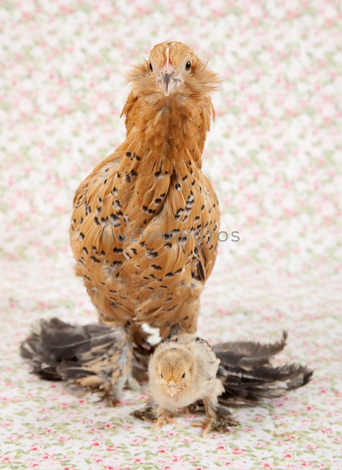 Pretty young 3 month old chicken with a baby chick of the same breed of two weeks