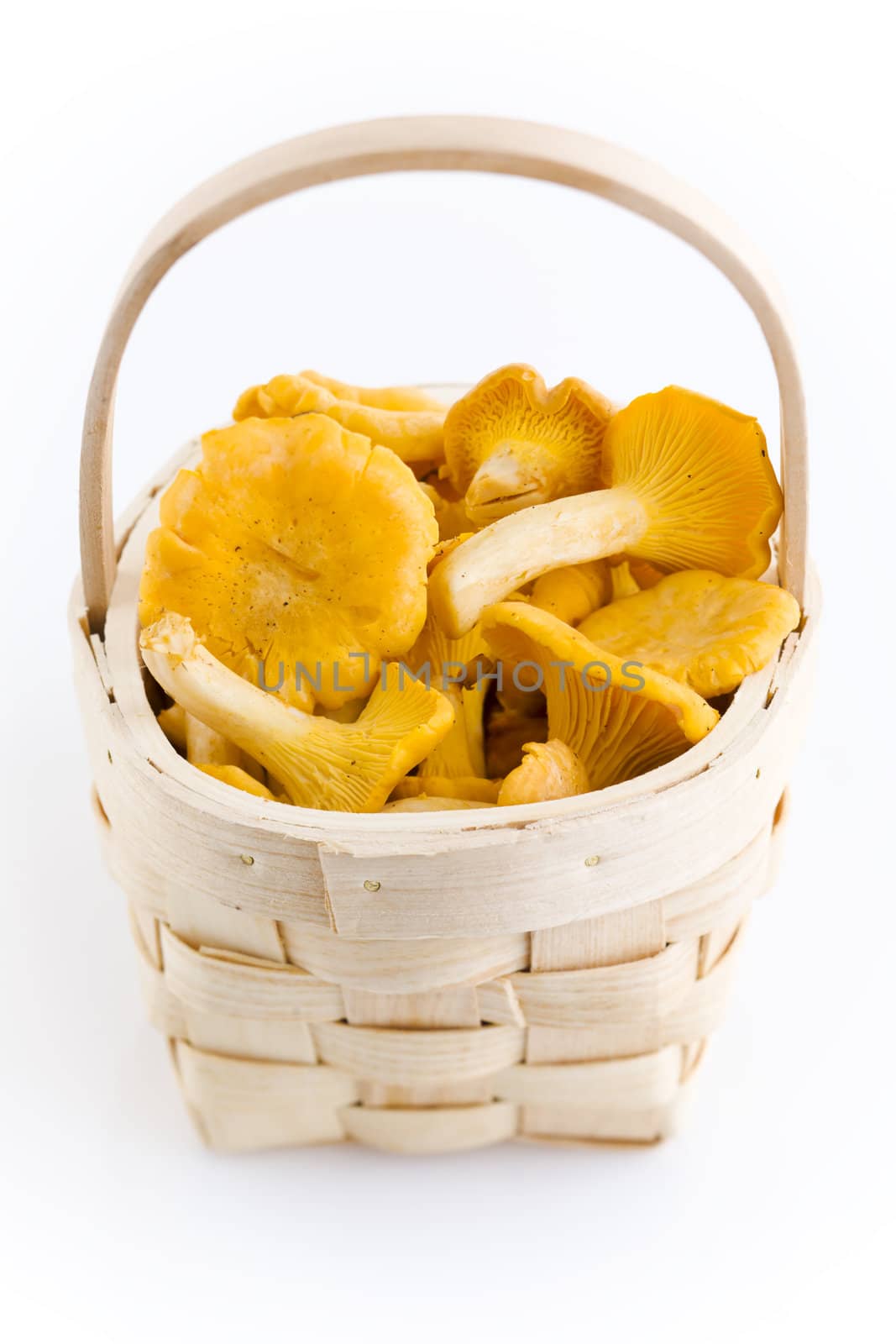 chanterelles by mjp