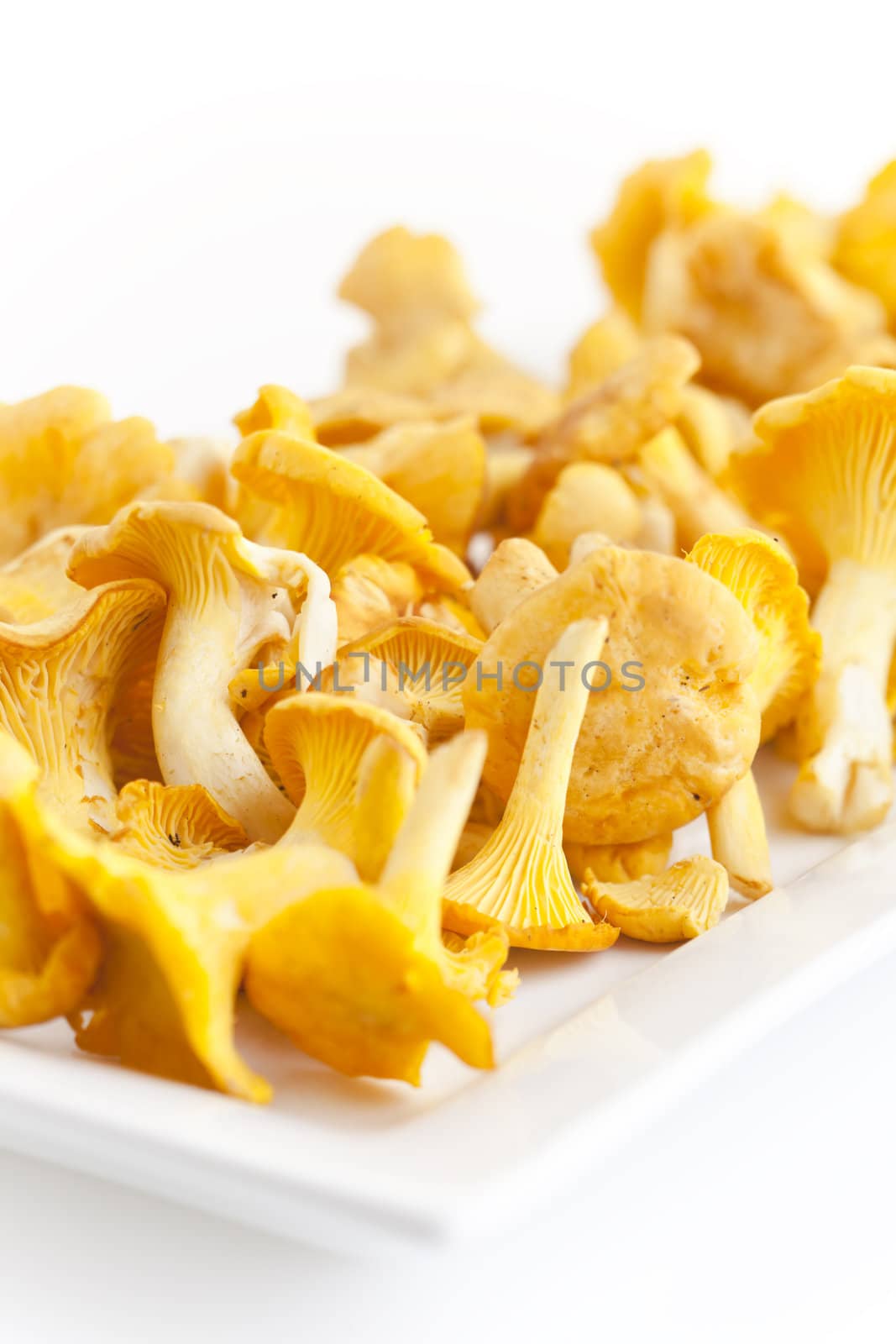 chanterelles by mjp