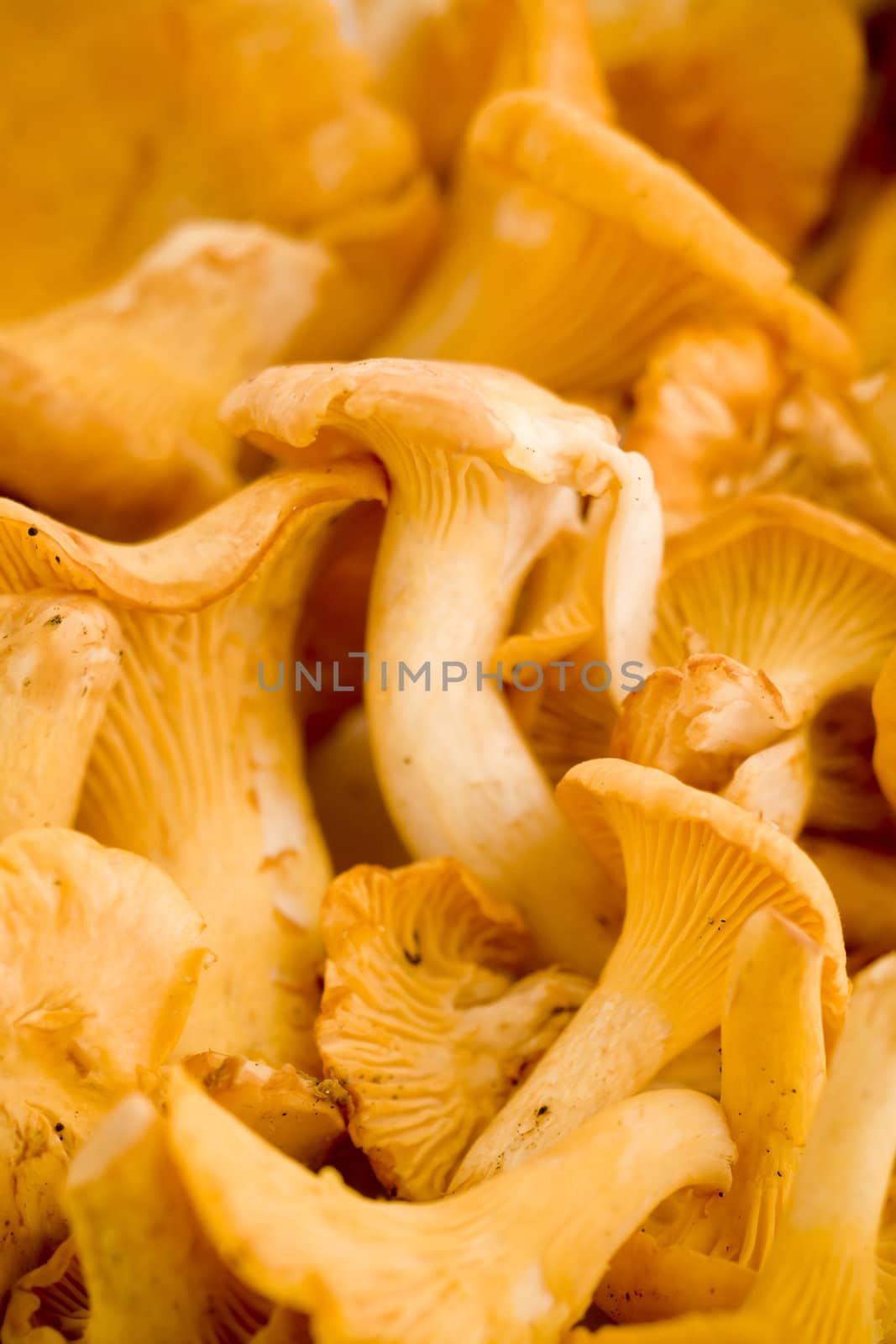 close up of fresh golden chanterelles piled on the table