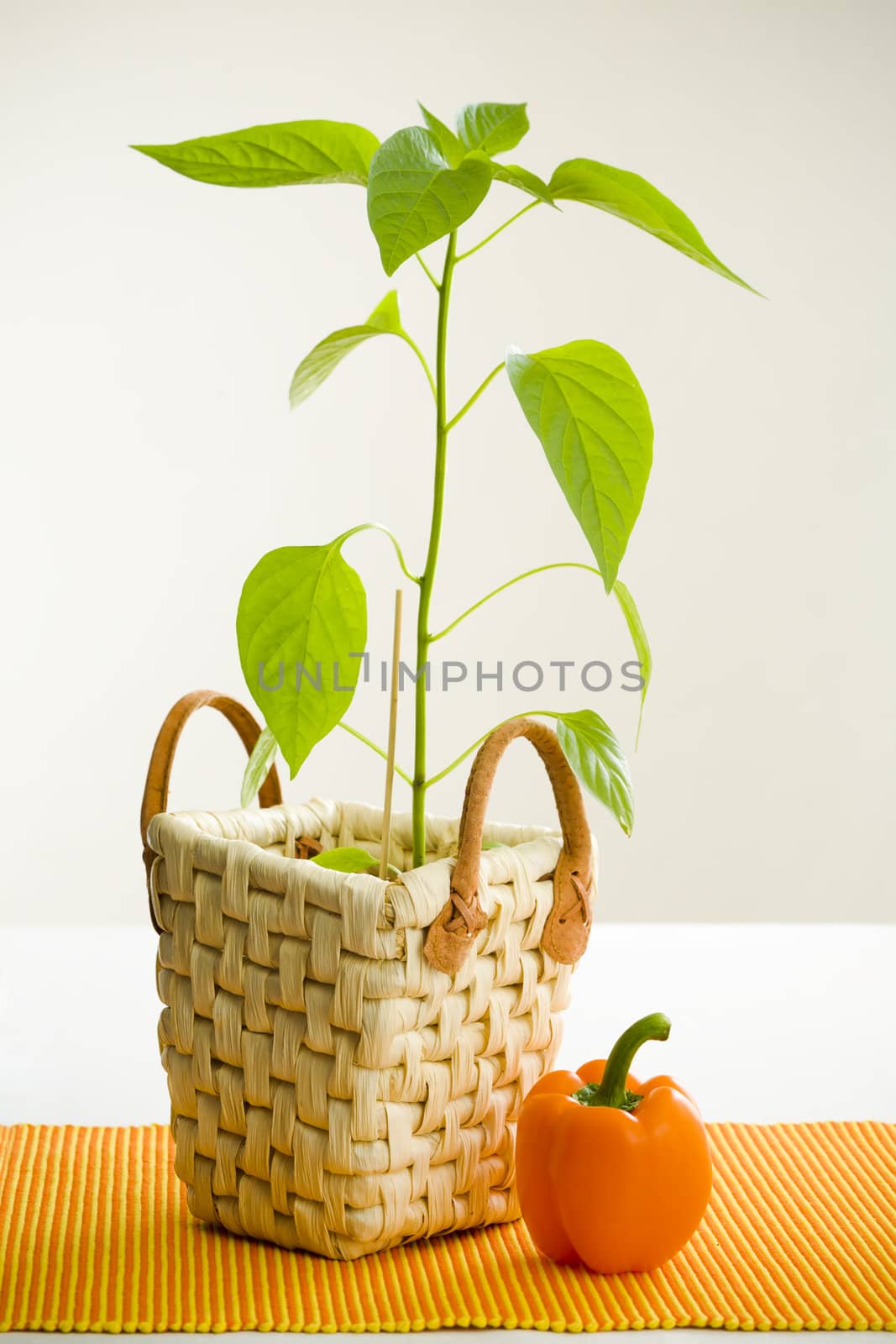 Orange pepper plant by mjp