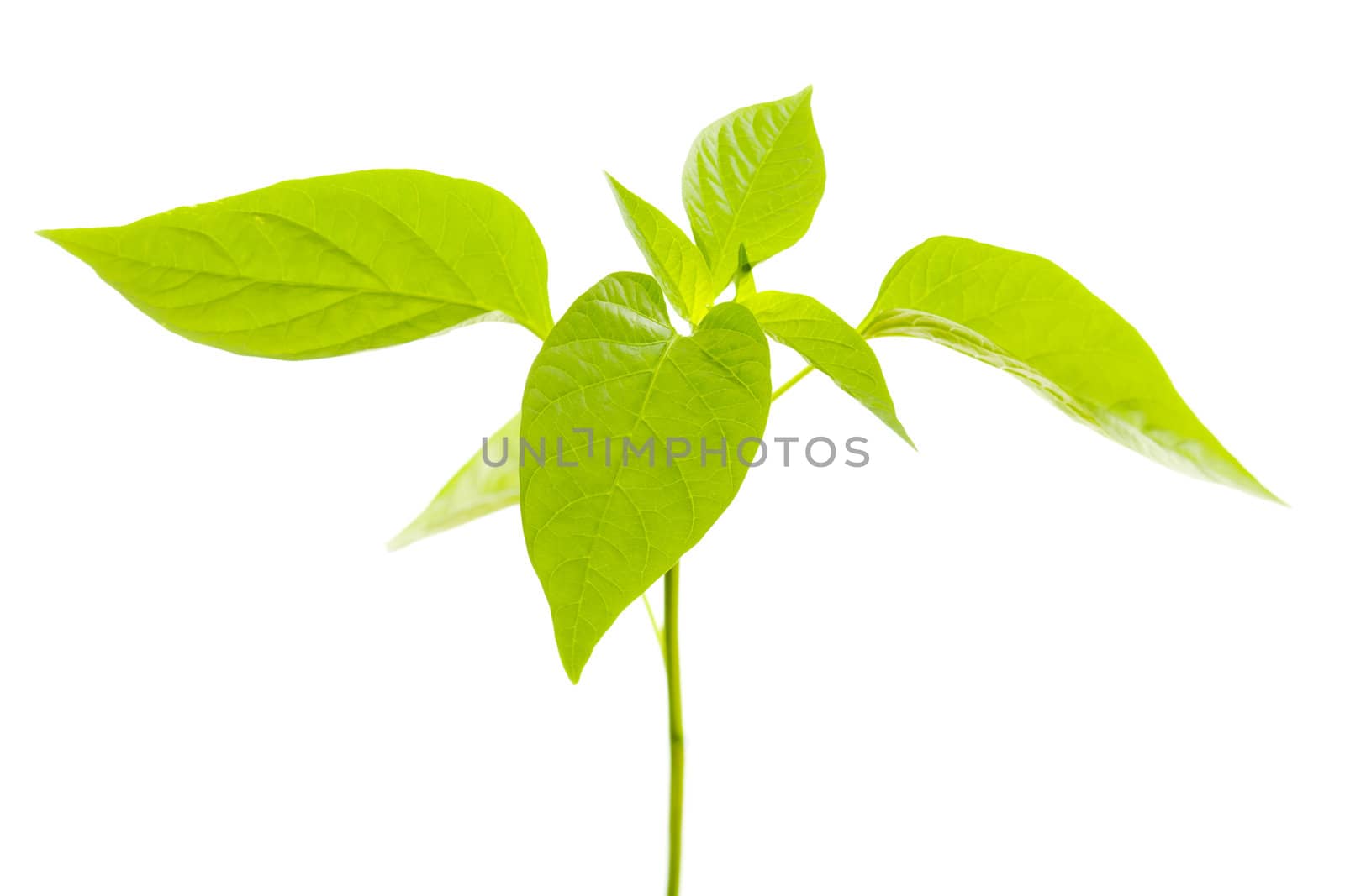 Belly pepper plant leaves isolted over white background.