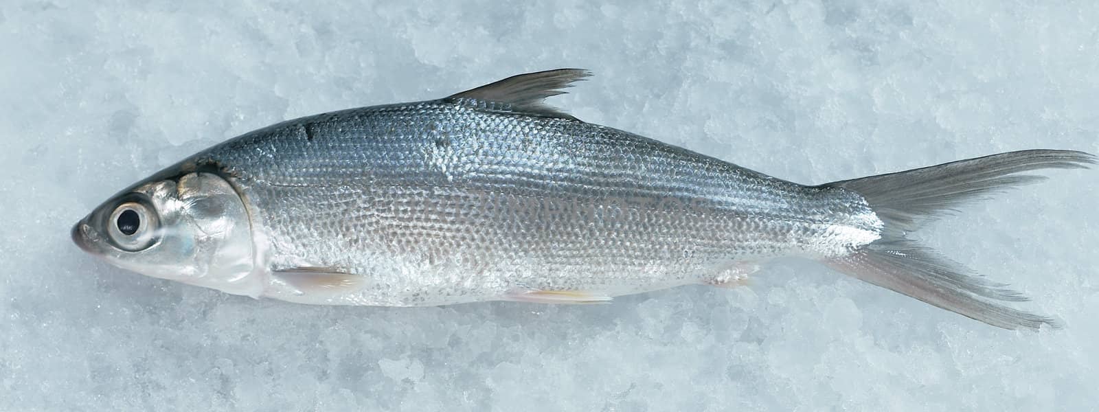 Image series of fish.