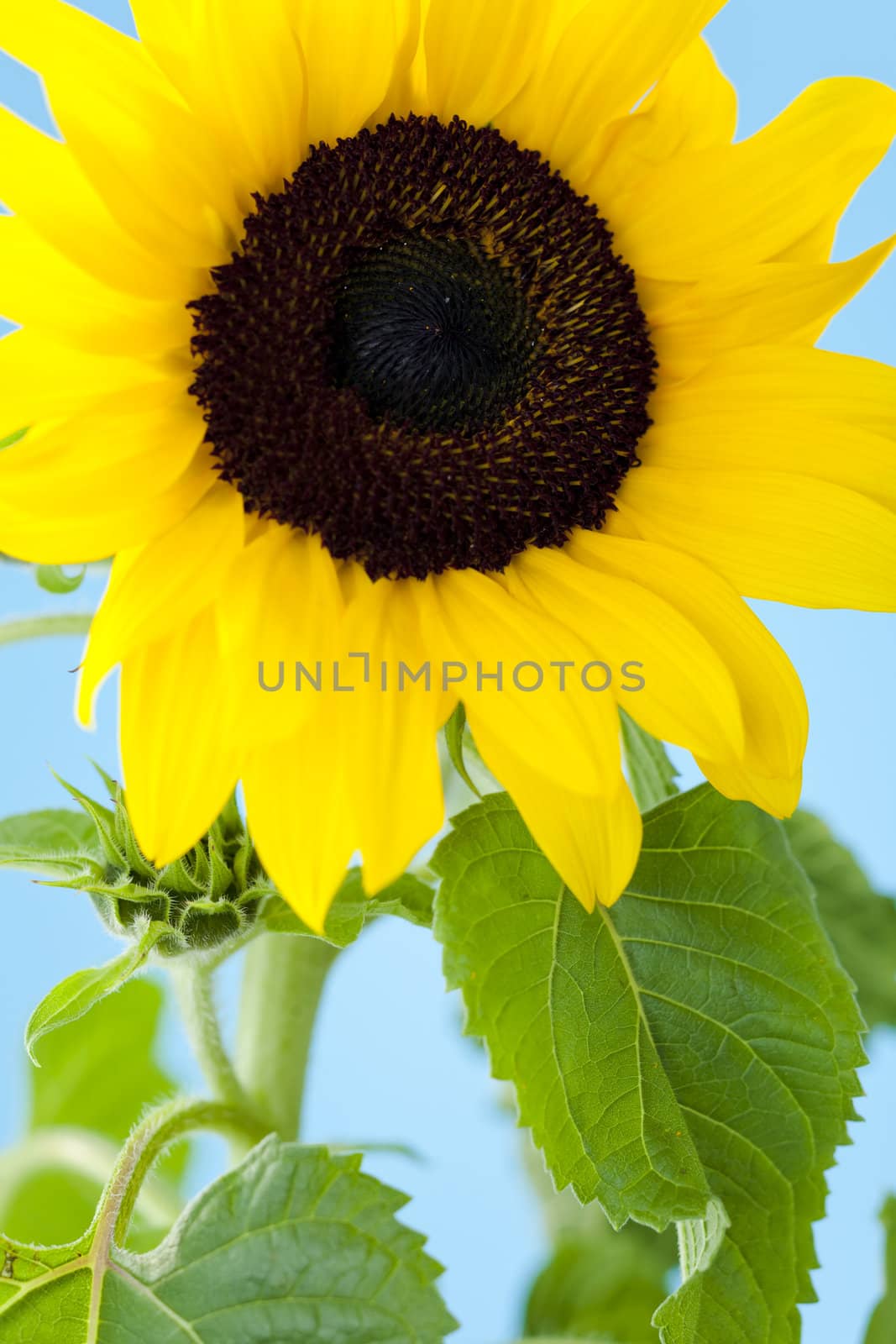 Small single sunflower against blue background