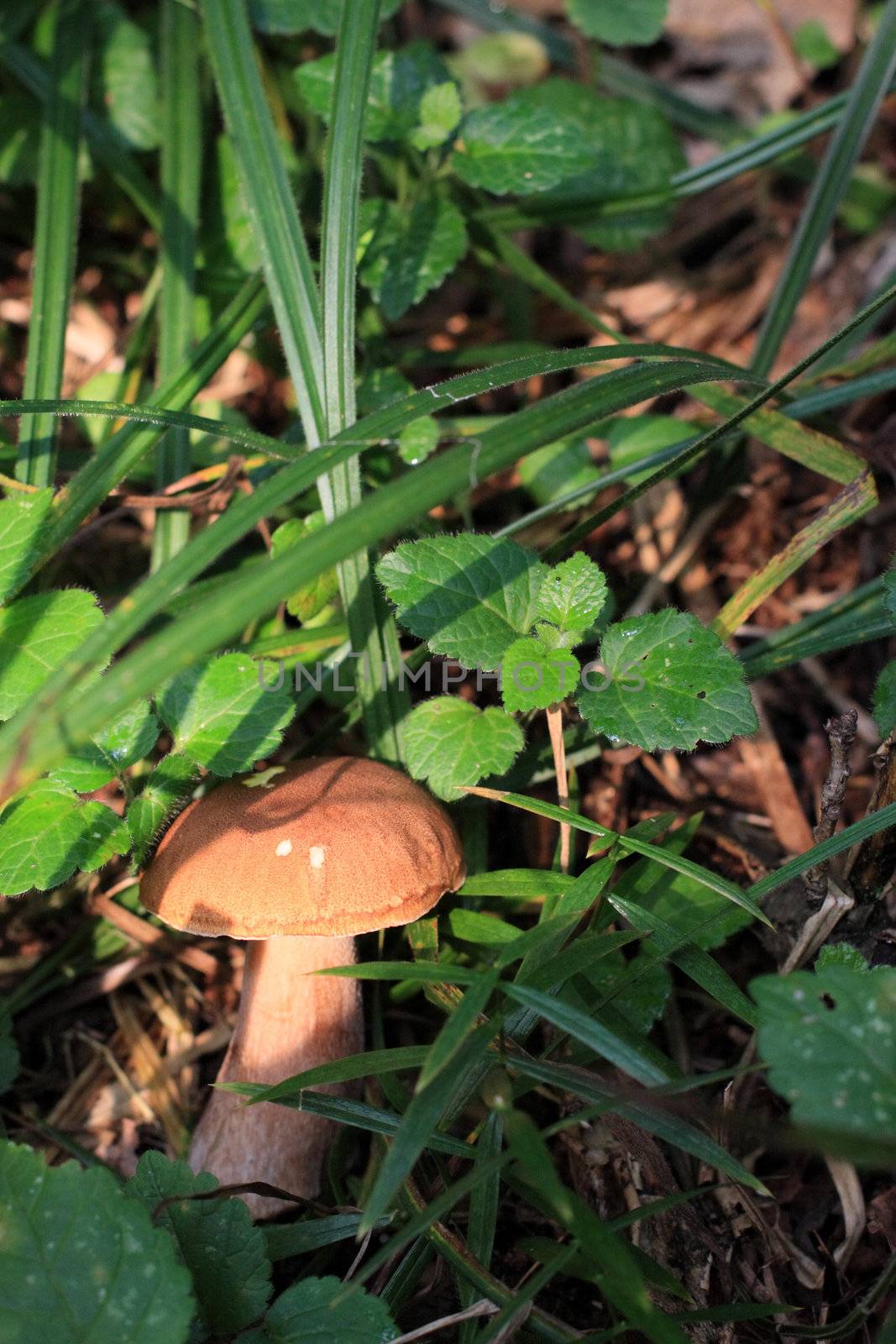 mushroom, leaf, forest, nature, grass, summer