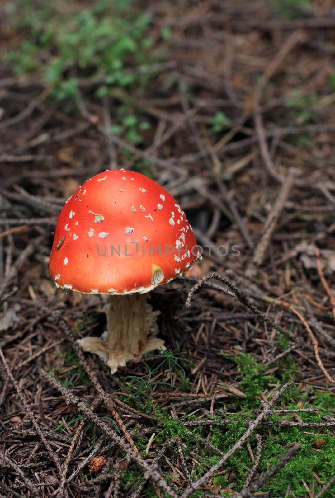 Red fly agaric by fedlog