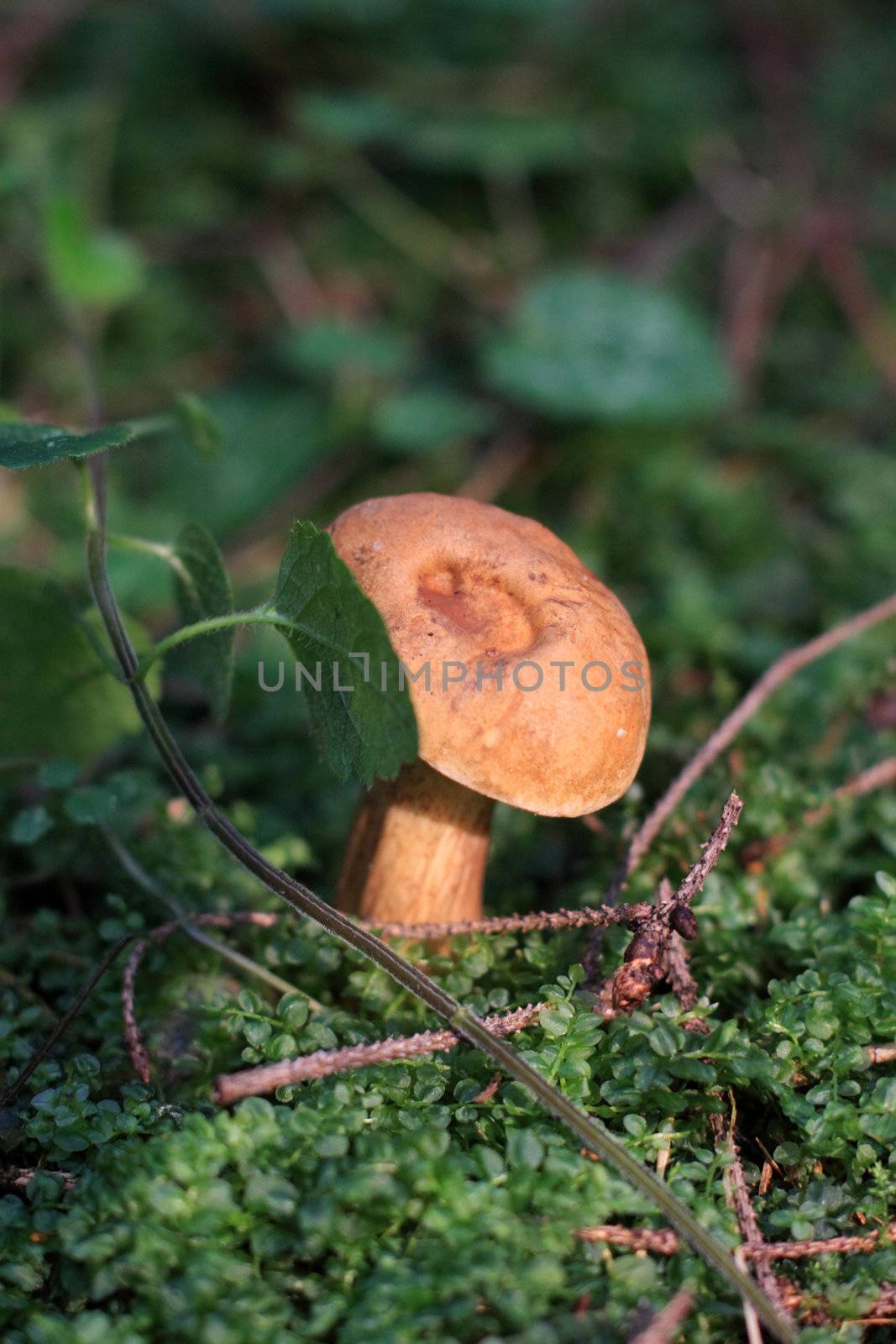 mushroom, leaf, forest, nature, grass, summer