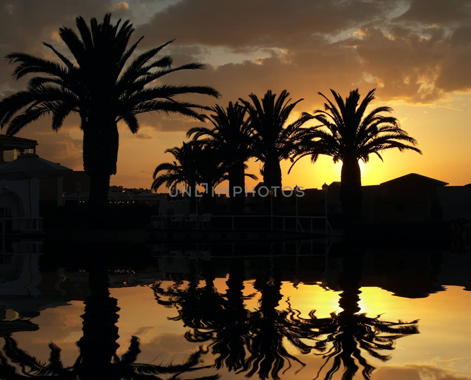 palm tree in tropical resort on sunset