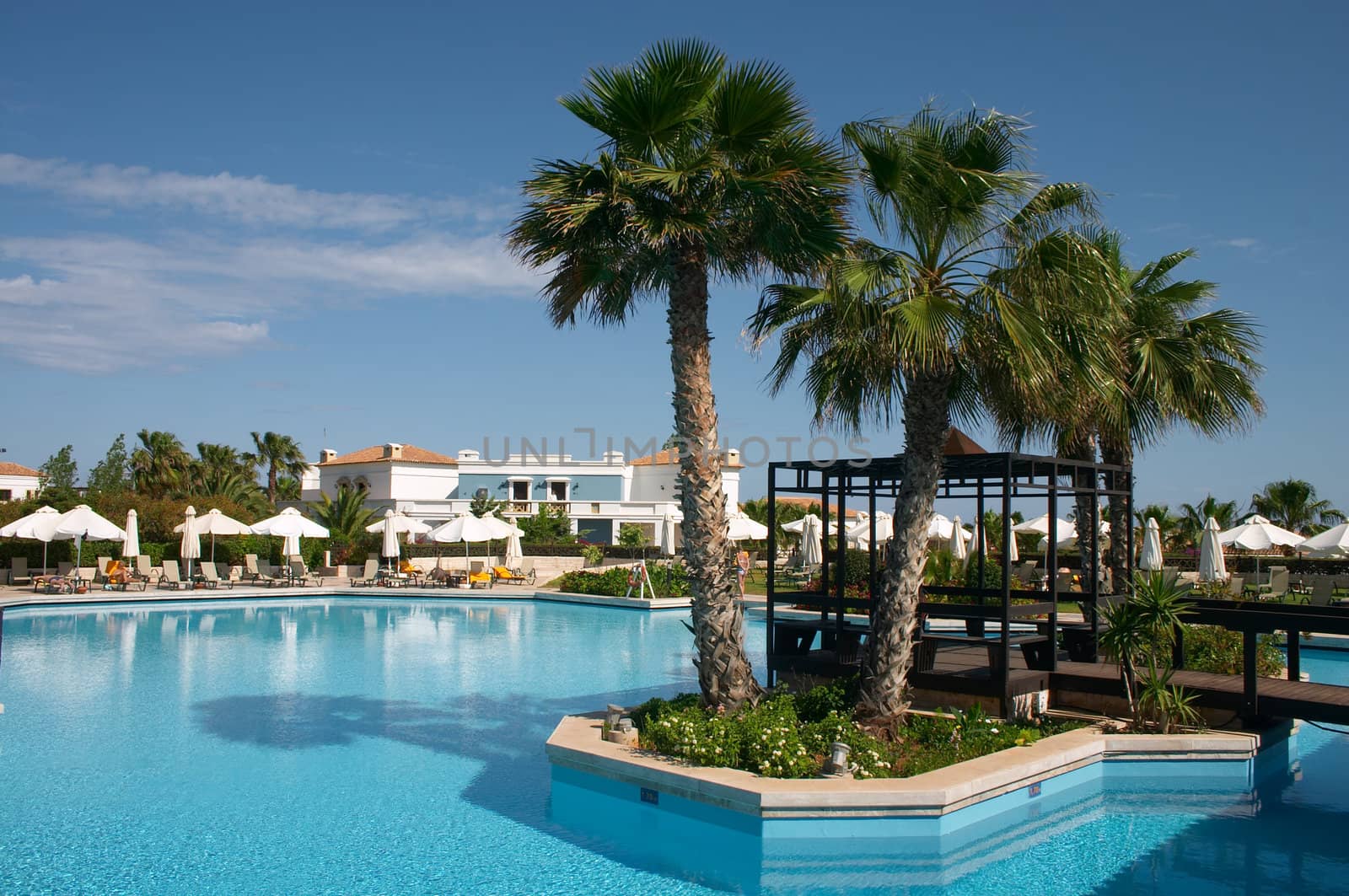 palm tree in swimming pool