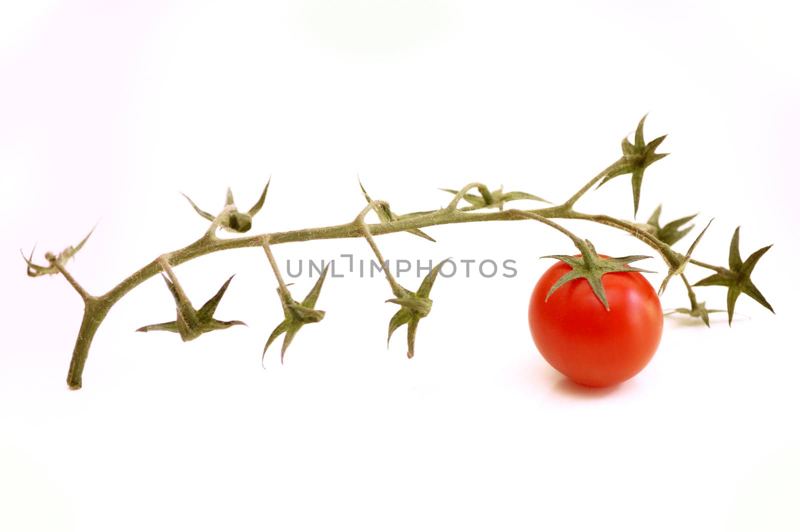 last tomato of a bunch, over white background.
