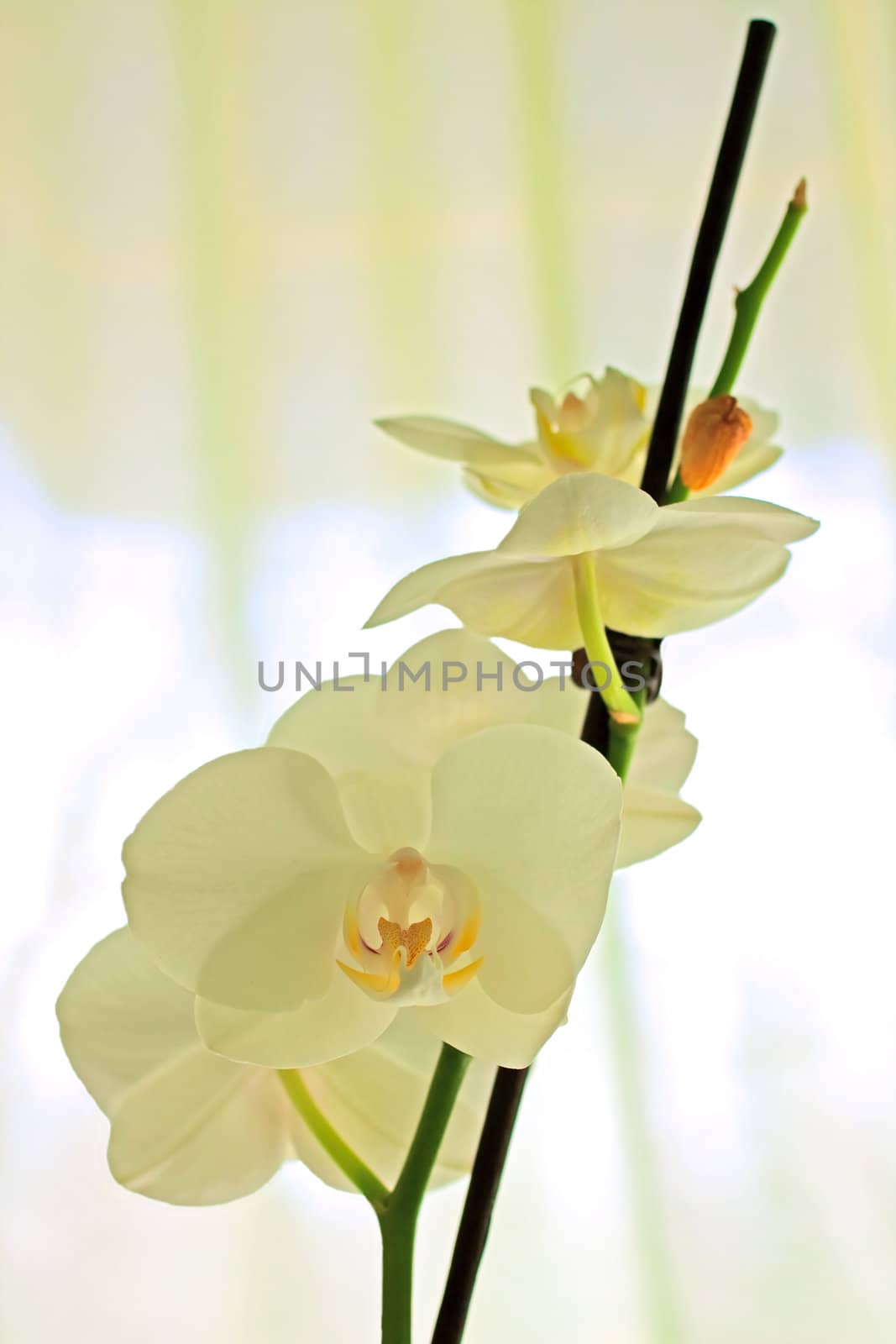 Branch of white orchids over white background